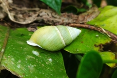 Amphidromus atricallosus