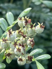 Osteomeles anthyllidifolia