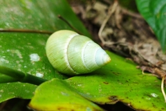 Amphidromus atricallosus