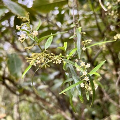 Parsonsia capsularis