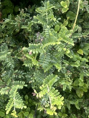 Osteomeles anthyllidifolia