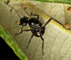 Polyrhachis australis
