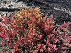 Suaeda australis