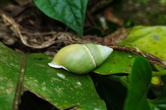 Amphidromus atricallosus