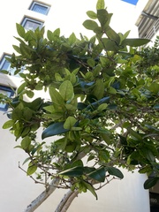 Coccoloba diversifolia