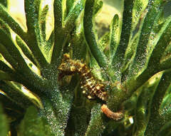 Hippocampus breviceps