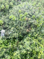 Osteomeles anthyllidifolia