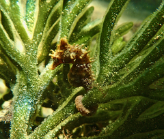 Hippocampus breviceps