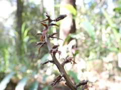Alpinia arundelliana