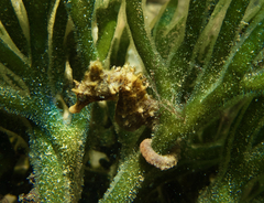 Hippocampus breviceps