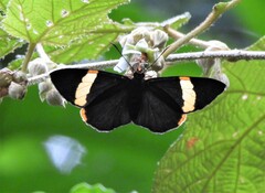 Chaetocneme porphyropis