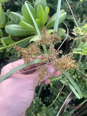 Cyperus javanicus
