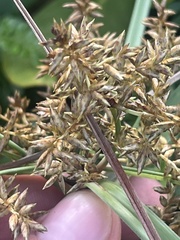 Cyperus javanicus