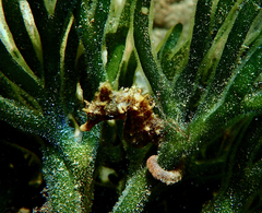 Hippocampus breviceps