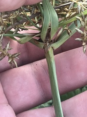 Cyperus javanicus