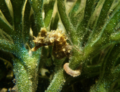 Hippocampus breviceps