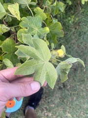 Gossypium tomentosum