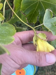 Gossypium tomentosum