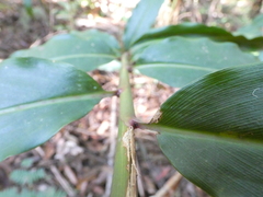 Alpinia arundelliana