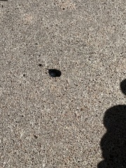 Eusattus reticulatus