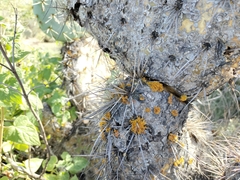 Teloschistes flavicans