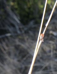 Ixodes pacificus