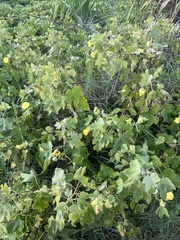 Gossypium tomentosum