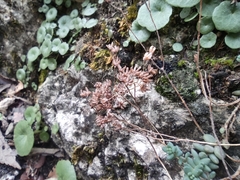 Sedum dasyphyllum