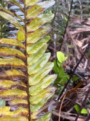 Acrostichum danaeifolium