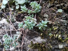 Sedum dasyphyllum