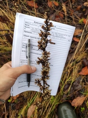 Omalotheca sylvatica