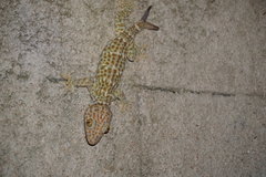 Gekko gecko