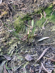 Juncus prismatocarpus