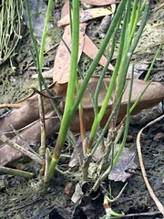 Juncus prismatocarpus