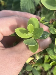Wikstroemia uva-ursi
