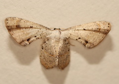 Phazaca stolida