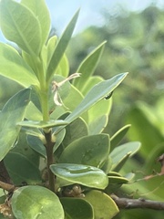 Wikstroemia uva-ursi
