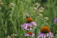 Bombus griseocollis
