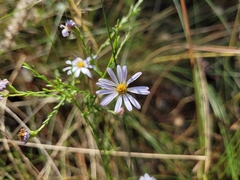 Symphyotrichum adnatum