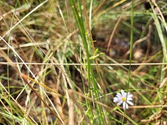 Symphyotrichum adnatum