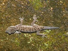 Cyrtodactylus