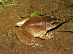 Limnonectes macrodon