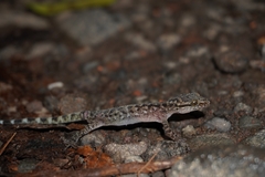 Cyrtodactylus marmoratus