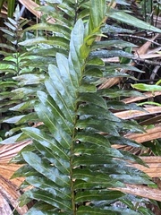 Acrostichum danaeifolium