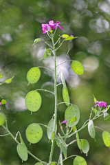 Lunaria annua annua
