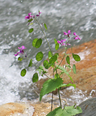 Lunaria annua annua