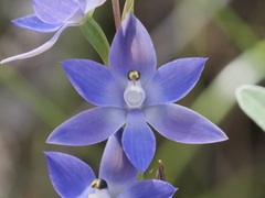 Thelymitra graminea