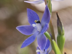Thelymitra graminea