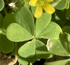 Oxalis corniculata