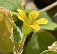 Oxalis corniculata